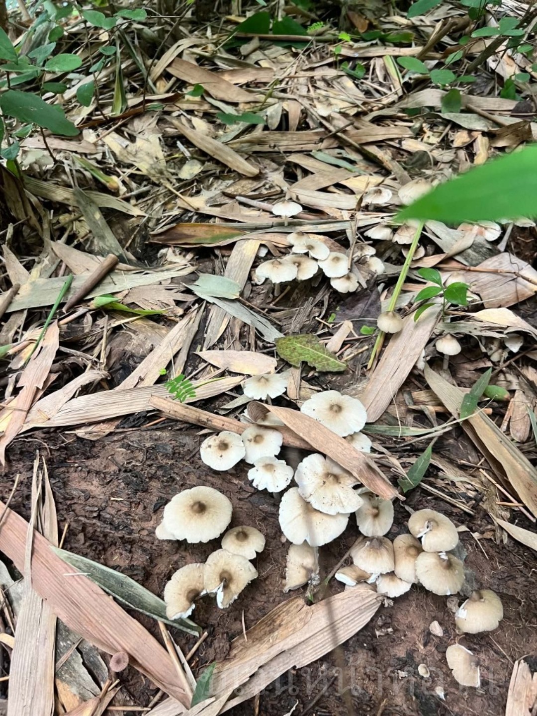 @@ 🍄🍄 죽순을 썰 예정입니다. 우연히 좋은거 발견했어요....저는 괜찮아요🍄🍄^^ @@