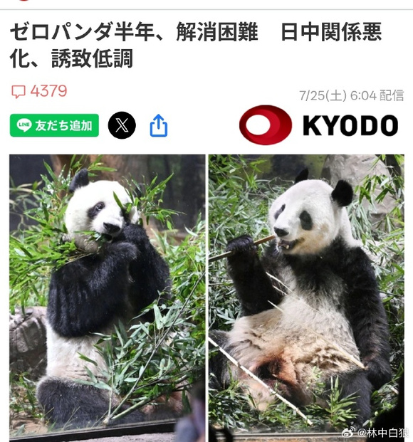 자이언트 판다 핑과 핑푸가 특수 비행기를 타고 미국에 도착했습니다.