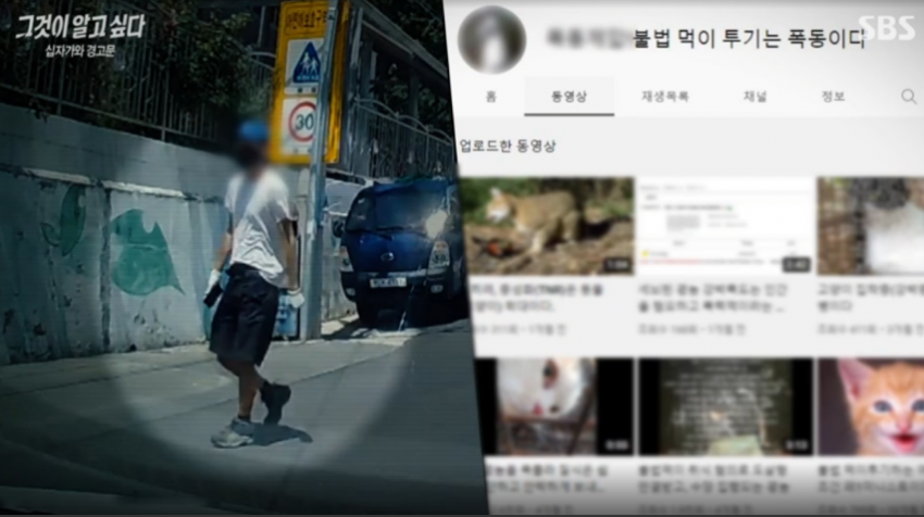 [이갤] 전문가들이 분석한 2030남자들에 고양이 혐오가 퍼지는 이유