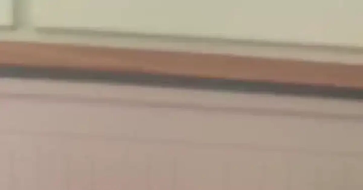 동양 품종 새끼 고양이는 때때로 귀가 늘어진 것처럼 보입니다. 귀 연골이 아직 완전히 형성될 시간이 없었습니다.